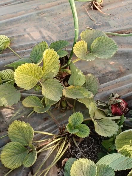 السلام عليكم ورحمه الله وبركاته
بعد اذن حضراتكم ممكن نعرف العلاج المناسب ايه علشان انا تعبت مع العلم حقنت اكتر من مره نيماتودا ياريت حد يفيدني بما يرضي الله ولكم جزيل الشكر